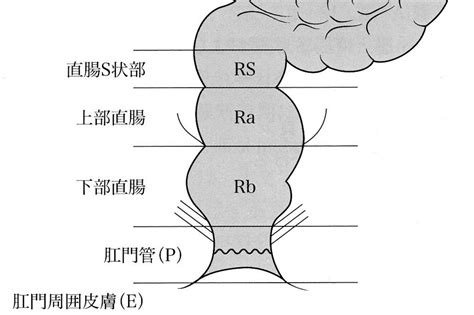 肝彎曲|【内視鏡】大腸の解剖分類と英語/略用語集 